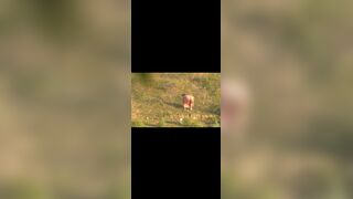 Saree Desi shitting in open field