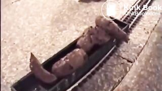 Shitting on a model train