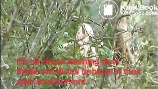 National geographic scat