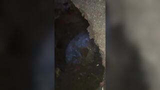 indo girl scat
