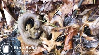 Snake turd in wood