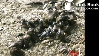 Misfortune of a woman pooping outdoors