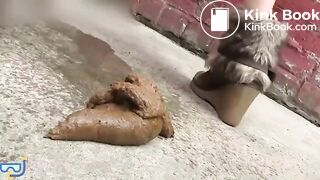 Public Scat