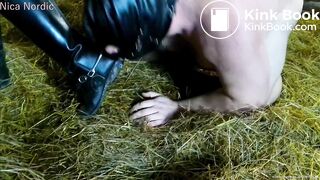 Nasty pig masturbating in manure