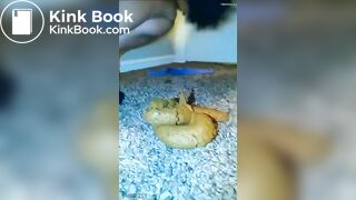 Caca culotte - video 3