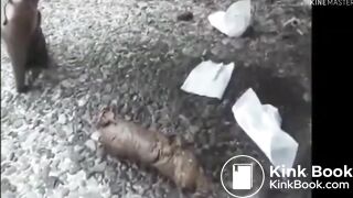 Auntie pooping on office rooftop