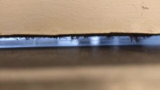 University housemate diarrhea