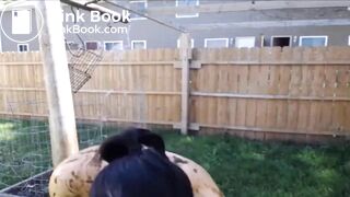 I AM DUNG rubbing shit on herself for the neighbours