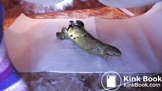 Multiple close up poops on bathroom floor 1