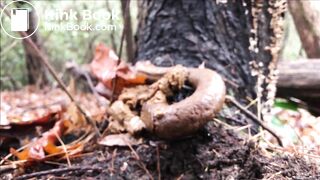 woman pooping in forest