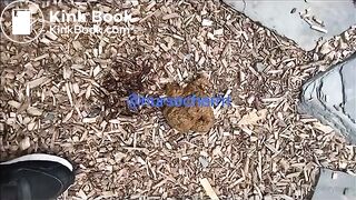 Desperation shit outside