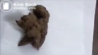 Cutie Marvels at Her Droppings