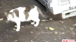 Japanese girl pooping44
