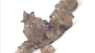 Japanese scat vid v11t