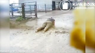 Public fecal chalenge