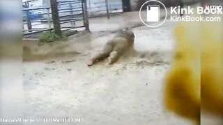 Public fecal chalenge