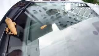 Amateur lady pooping on a car windshield