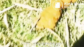 Panty aside shitting