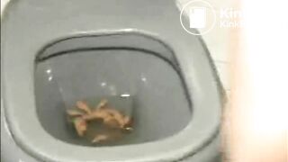 Girl Pooping in Toilet 4 with Toilet Paper