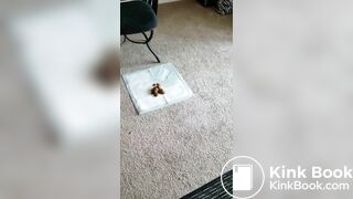 Bbw poop compilation