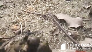 Many flies on Jap girl poop