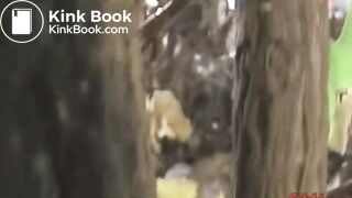 Many flies on Jap girl poop