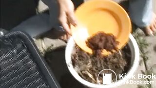Female Poop Shit in the plate