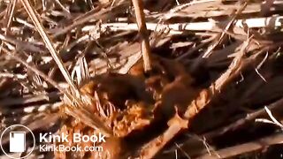 japanese pooping - video 20