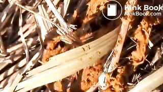 japanese pooping - video 20