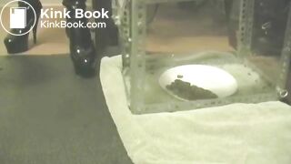 Domina noire et son chiotte