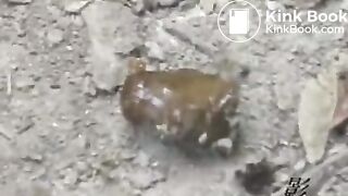 Japanese sports girl feeding poop for flies