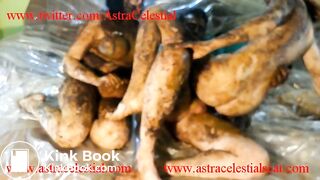 Epic Shit MegaFuckFest. Complete Trailer