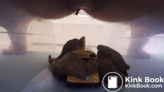 Scat on toy Bus (2)