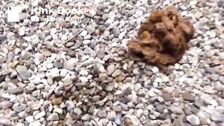 outdoors shitting unusual cleaning 020 (girl cleans with a plastic bag)