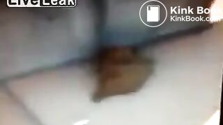 Dirty Girl Lifts Skirt and Shits at Bus Stop