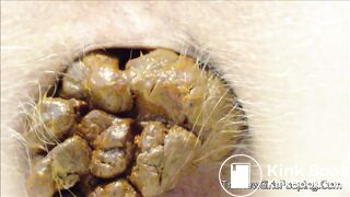 very close pooping footage. - video 7