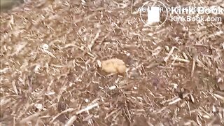 Beautiful blonde Swedish girl peeing and shitting