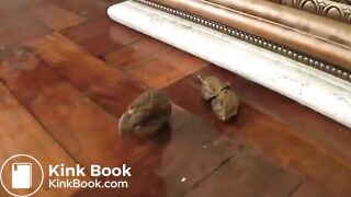 Beauty shitting - video 2