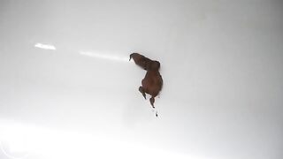 Big Booty Girl Holds 1 Of Her Cheeks To Piss & Drop A Soft Shit In Her Bath