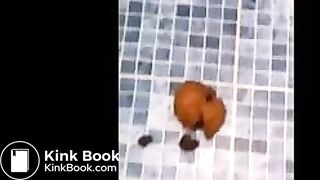 Shit and sit - video 3