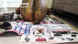 Girl masturbates with huge bowl of shit