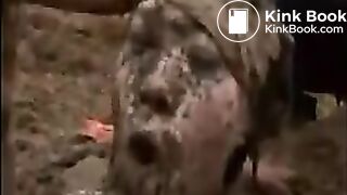 Lesbian wrestle in manure