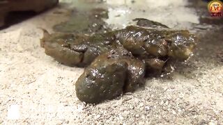 japanese scat - video 28