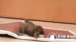 Pervert Girl Shitting on Magazine