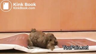 Pervert Girl Shitting on Magazine