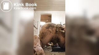 Ass fucking fun