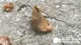 Public Asian poop