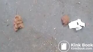 Dupla para na estrada pra fazer cocô