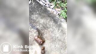 BBW thick log