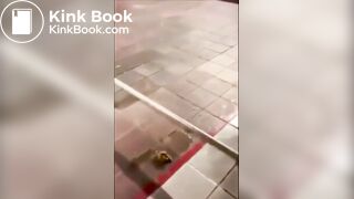 Russa cagando no chão
